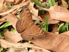 Junonia hedonia