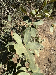 Quercus engelmannii