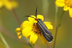Ctenucha venosa