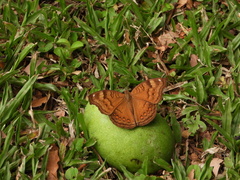 Junonia hedonia