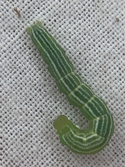 Trichoplusia ni