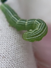 Trichoplusia ni