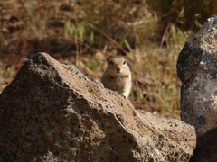 Urocitellus beldingi