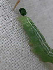 Trichoplusia ni