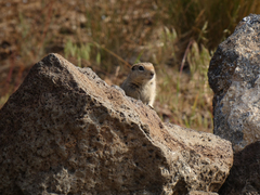 Urocitellus beldingi
