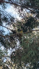 Manorina melanophrys