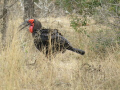 Bucorvus leadbeateri