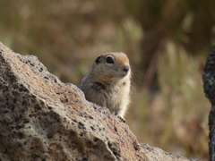 Urocitellus beldingi