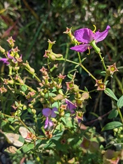 Rhexia nashii