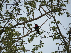 Chalcomitra senegalensis