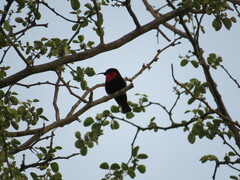 Chalcomitra senegalensis