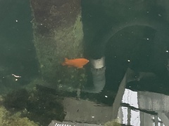 Hypsypops rubicundus