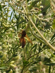 Polistes bellicosus
