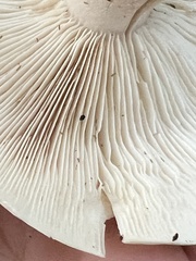 Clitocybe robusta