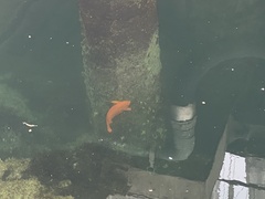 Hypsypops rubicundus