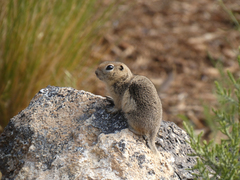Urocitellus beldingi
