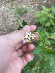Solanum douglasii
