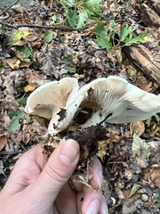 Clitocybe robusta