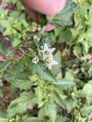Solanum douglasii