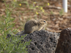 Urocitellus beldingi