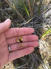 Caladenia