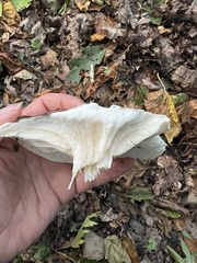 Clitocybe robusta