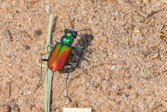 Cicindela scutellaris