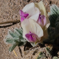 Astragalus