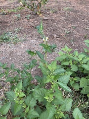 Solanum douglasii