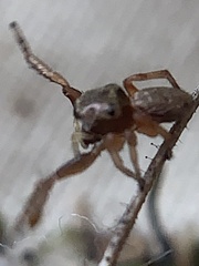 Zygoballus rufipes