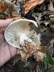 Clitocybe robusta