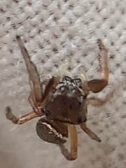 Zygoballus rufipes