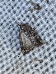 Elaphria chalcedonia