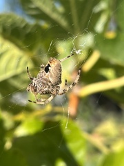 Araneus