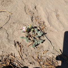 Astragalus