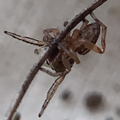 Zygoballus rufipes