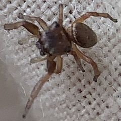 Zygoballus rufipes