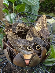 Morpho helenor peleides