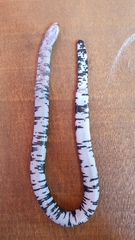 Amphisbaena fuliginosa