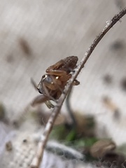 Zygoballus rufipes