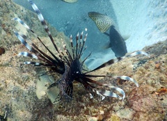 Pterois volitans