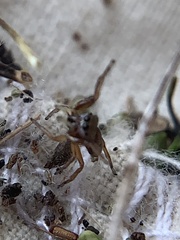 Zygoballus rufipes