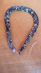 Amphisbaena fuliginosa