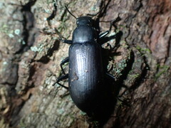 Alobates pensylvanicus