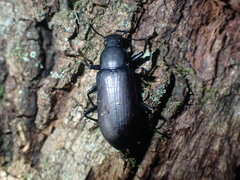 Alobates pensylvanicus