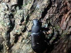 Alobates pensylvanicus