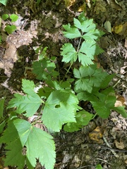 Xanthorhiza simplicissima