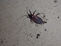 Brontostoma colossus