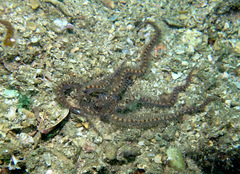 Macrophiothrix