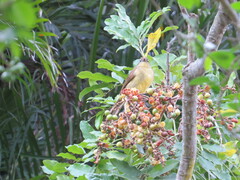 Chlorocichla flaviventris